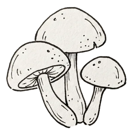 Mushroom sketch