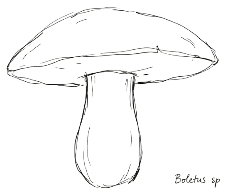 Mushroom sketch